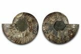 Cut & Polished Crystal-Filled Ammonite Fossil - Madagascar #359539-1